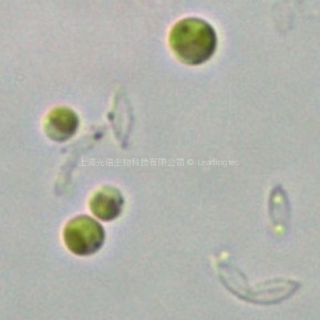微綠球藻(微擬球藻 GY-H14 Nannochloropsis sp.)