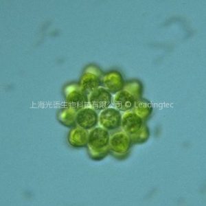 空星藻(GY-D10 Coelastrum sp.)