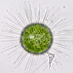 多芒藻（GY-D56 Golenkinia radiata）