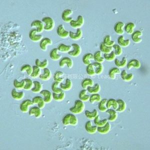 肥壯蹄形藻（GY-D9 Kirchneriella obesa）