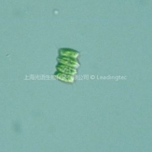 被甲柵藻（GY-D6 Scenedesmus armatus）
