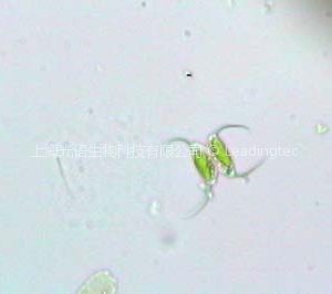斜生柵藻(GY-D13 Scendesmus obliquus)
