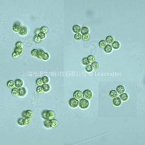 四球藻(GY-D24 Westella sp.韋氏藻)