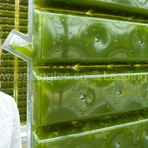 生產(chǎn)微藻光合菌的薄膜塑料袋