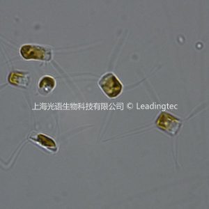 旋鏈角毛藻( GY-H28 Chaetoceros curvisetus Cleve 1889)