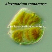 塔瑪亞歷山大藻（GY-H31 Alexandrium tamarense）