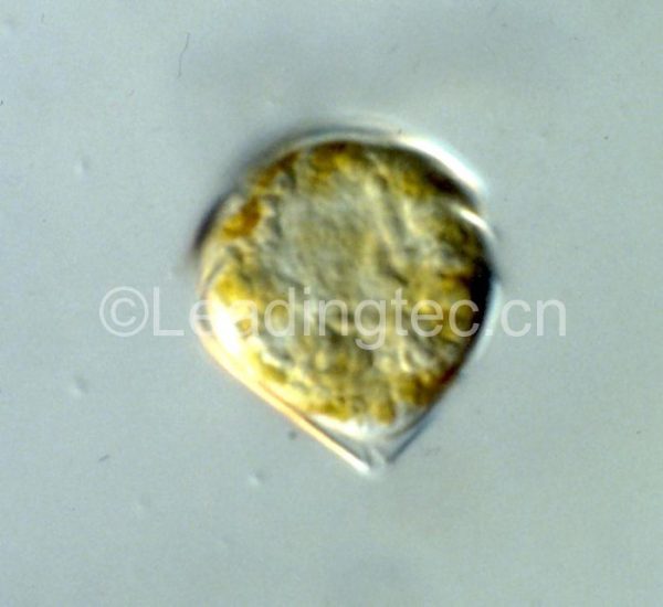 錐狀斯克里普藻(GY-H42 Scrippsiella trochoidea)