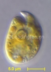 強(qiáng)壯前溝藻（GY-H35 Amphidinium carterae Hulburt）