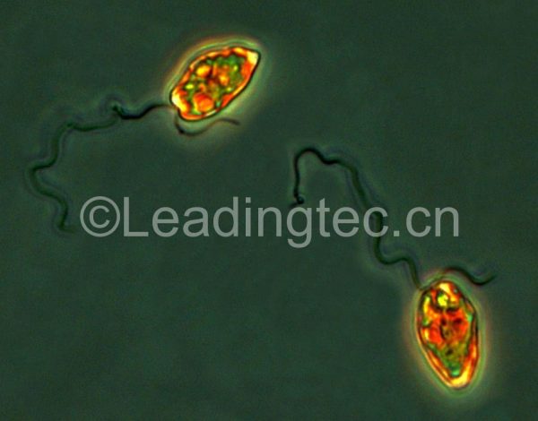 異雙鞭裸藻 (GY-H48 Eutreptiella sp.)
