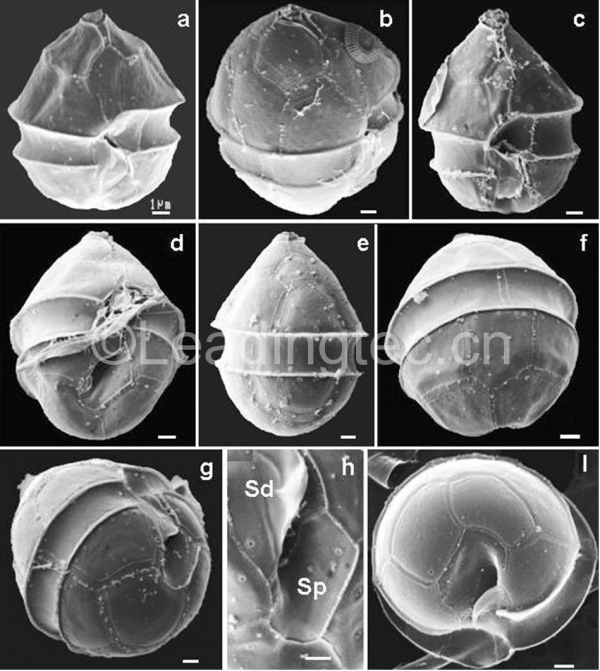 代爾五隔藻(GY-H47 Pentapharsodinium dalei)