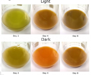 在光照及非光照情況下第2、4和8天小球藻培養(yǎng)液的顏色變化圖