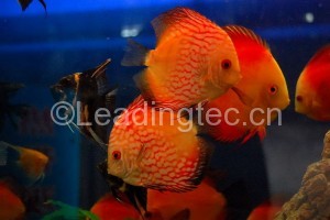 蝦青素飼料對觀賞魚的影響