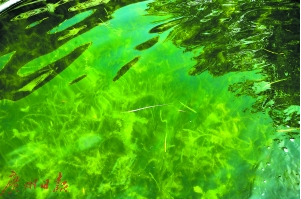 水質(zhì)變清后，頗有水底森林的感覺。
