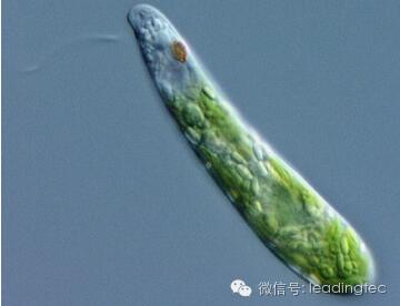 隱藻，小眼蟲，Euglena gracilis