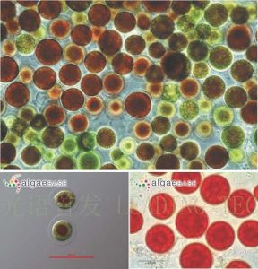 圖7.雨生紅球藻 (Haematococcus plutialis) （上：互動(dòng)百科:雨生紅球藻；左下：AlgaeBase Image Reference: 7429；右下：AlgaeBase Image Reference: 21151）