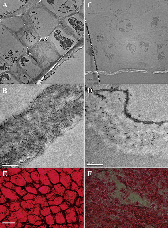 Defluviitalea phaphyphila發(fā)酵海帶后，細(xì)胞結(jié)構(gòu)的變化（ABE為發(fā)酵前的細(xì)胞壁和細(xì)胞，CDF為發(fā)酵后）
