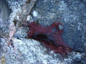 圖1. 自然環(huán)境中石頭坑里的雨生紅球藻，水洼干涸后形成紅色藻痂（By K. Chekanov et al., 2006）
