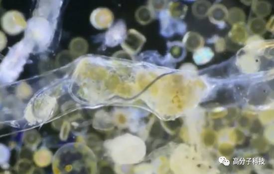 科學家首次拍攝到浮游生物吃塑料