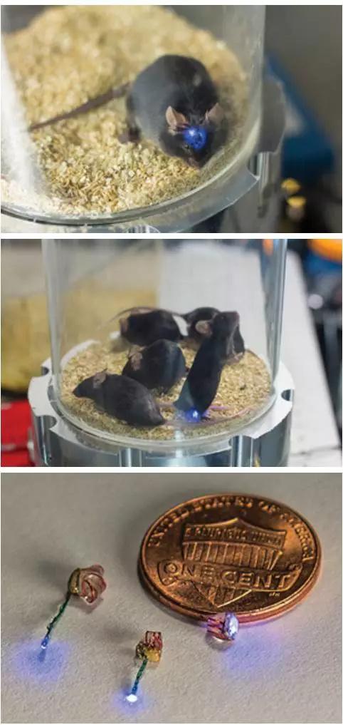 斯坦?？茖W(xué)家無(wú)線操縱基因工程小鼠