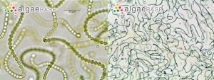 圖6.念珠藻的串珠狀細胞群（N. commune， AlgaeBase 20124&20125）
