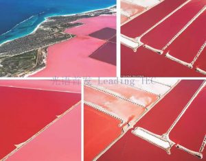 圖6.赫特瀉湖（Hutt Lagoon）作為鹽藻養(yǎng)殖場 （Betatene公司，原屬德國藥企科寧公司Cognis，現(xiàn)屬巴斯夫？） （*湖水的粉紅色其實主要是由一種嗜鹽細菌引起的，鹽藻所形成的水色主要為黃棕色）