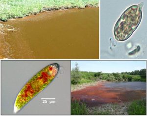 圖13.眼蟲形成的茶褐色（上圖：Euglena sp. Wehr, J.D. and R.G. Sheath，2003））與血紅色的藻華（下圖：血紅裸藻，E. Sanguinea，http://www.thefishsite.com/）