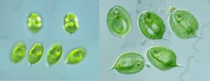 圖2. 左為橢圓鱗孔藻（Lepocinclis ovum），右圖為三棱扁裸藻（Phacus triqueter）