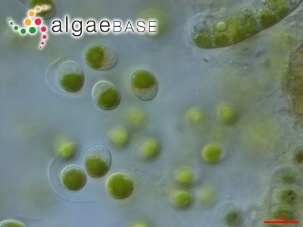 圖1.小球藻，Chlorella?vulgaris?Beyerinck （Algaebase：5688）
