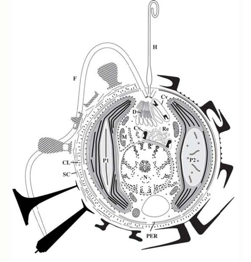 顆石藻(Coccolithophores)