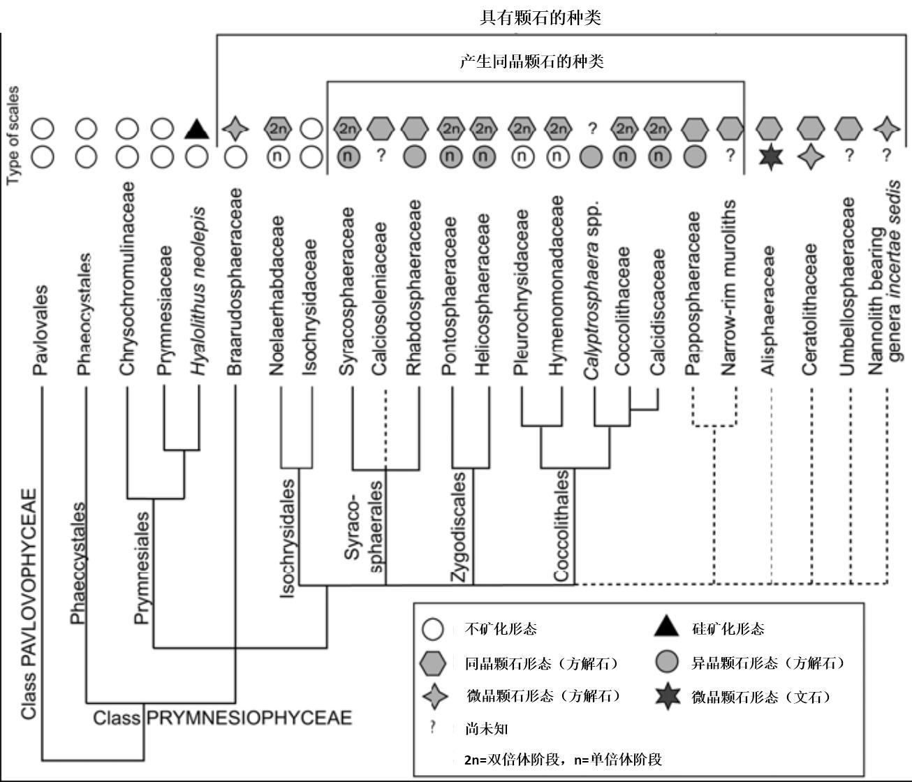 顆石藻(Coccolithophores)
