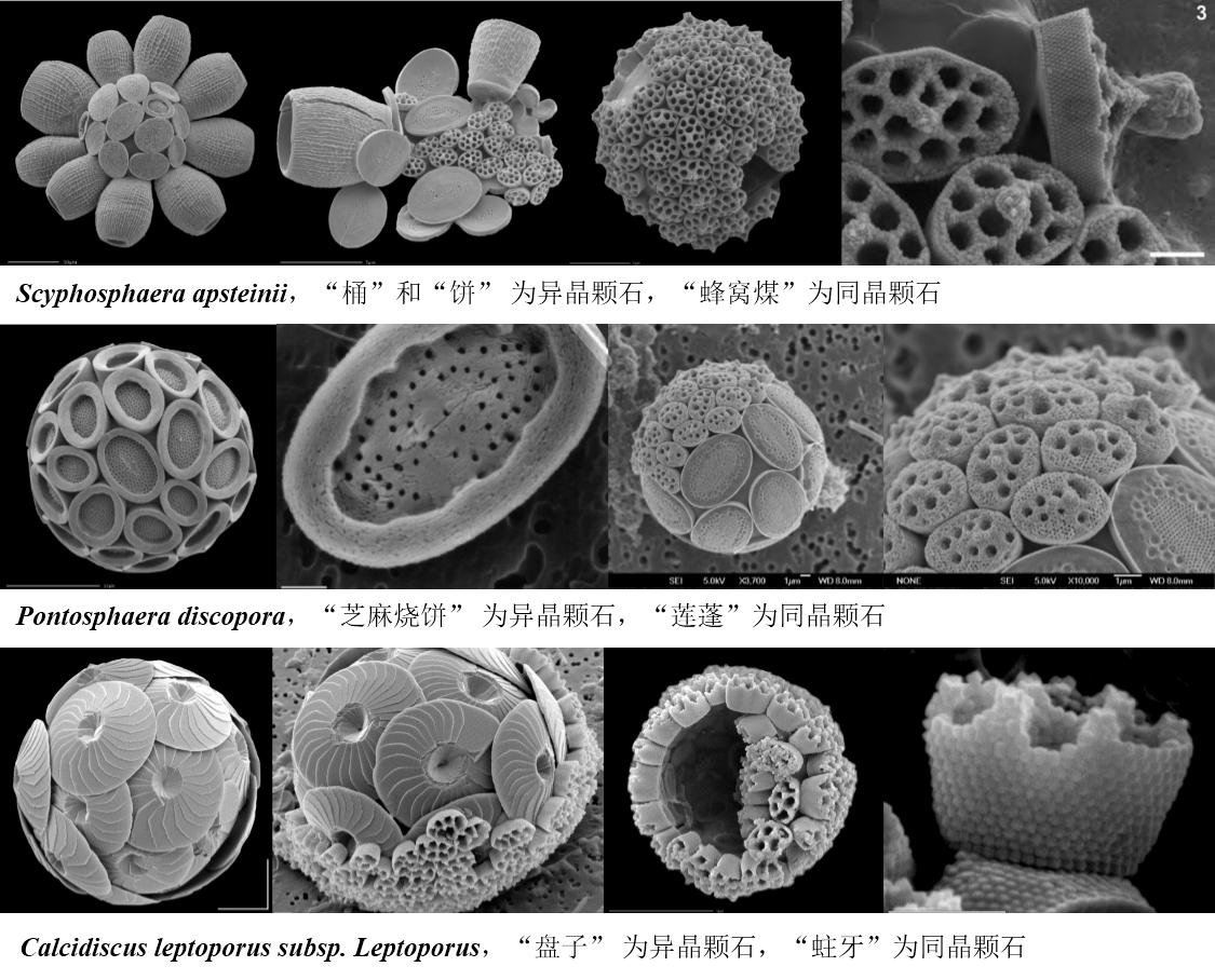 顆石藻 Coccolithophores