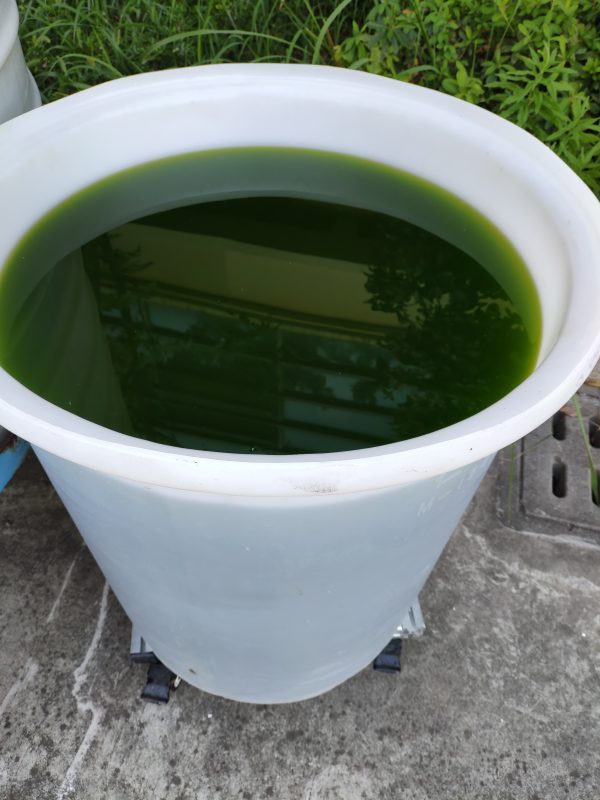 水產(chǎn)養(yǎng)殖擴培用小球藻和培養(yǎng)基套裝產(chǎn)品 - 圖片 5