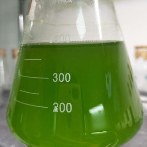 水產(chǎn)養(yǎng)殖擴(kuò)培用小球藻和培養(yǎng)基套裝產(chǎn)品
