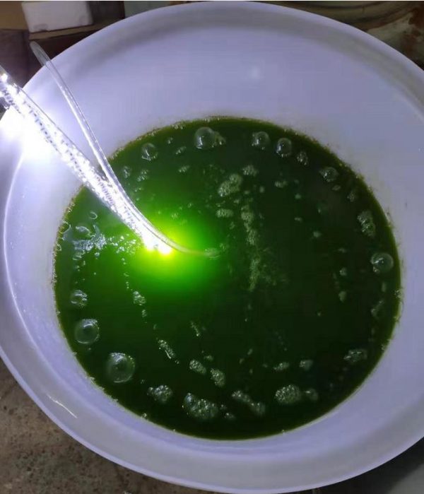 水產(chǎn)養(yǎng)殖擴培用小球藻和培養(yǎng)基套裝產(chǎn)品 - 圖片 10