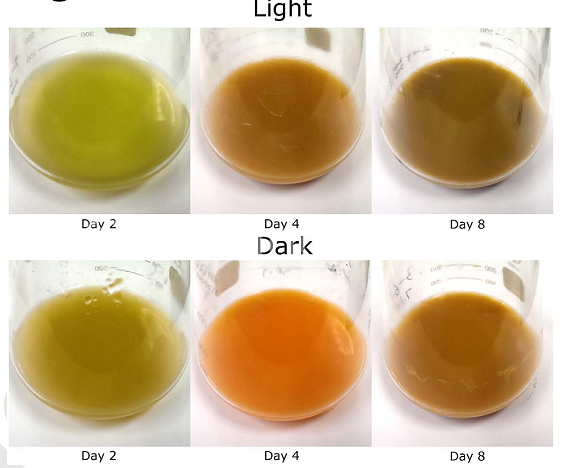 佐芬根色綠球藻Chromochloris zofingiensis