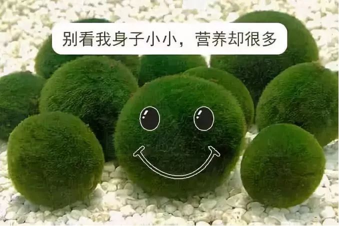 藻類可以吃嗎？吃藻類食品有什么好處？