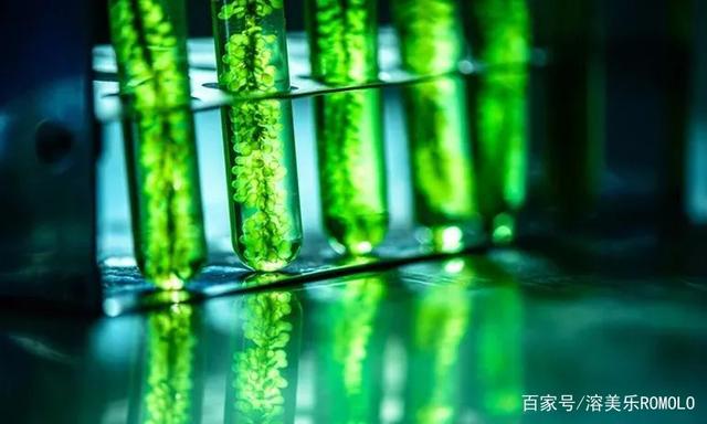 同是Omega-3來源，微藻可否替代魚類？