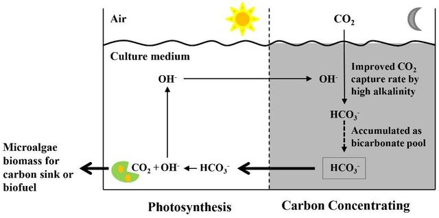 “碳池”高效固定空氣CO2為微藻生長(zhǎng)快速供碳