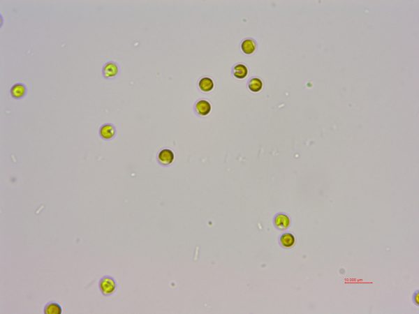 等鞭金藻（GY-H3 Isochrysis galbana）