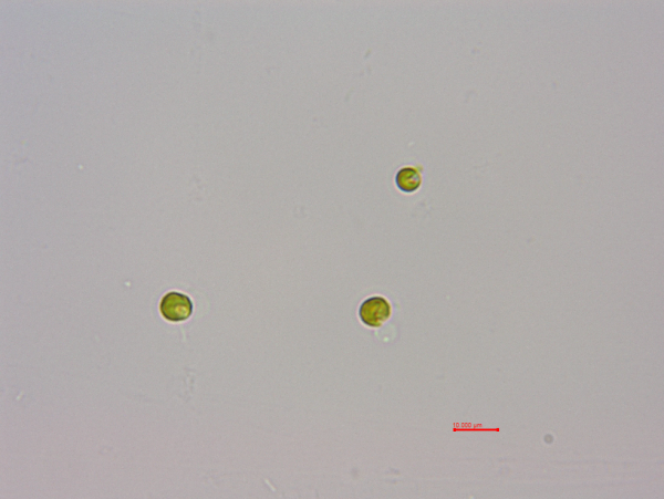 湛江等鞭金藻(GY-H2 Isochrysis zhangjiangensis)