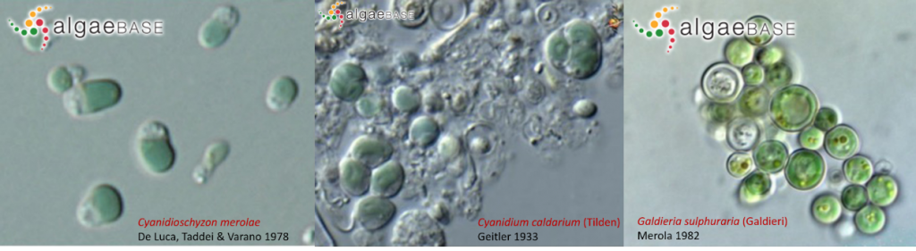 AlgaeBase中Cyanidioschyzon merolae、Cyanidium caldarium和Galdieria sulphuraria三個種的光鏡照片