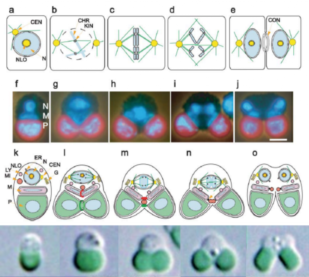 C. merolae細胞分裂過程圖解（Misumi et al., 2005；Miyagishima & Tanaka，2021）