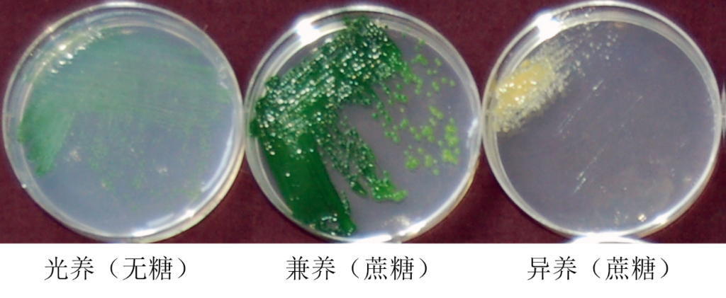 三種不同營養(yǎng)方式下的G. sulphuraria SAG 107.79（Amanda M. Davis，et al., 2016）