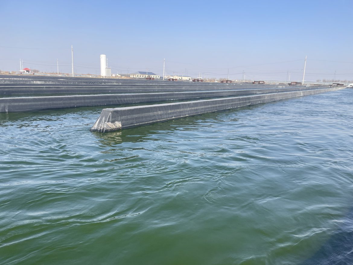 光語(yǔ)自養(yǎng)海水微擬球藻濃縮液