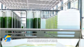 電廠如何用微藻固碳？
